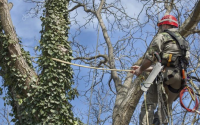 Basic Tree Risk Assessment