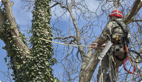 Basic Tree Risk Assessment